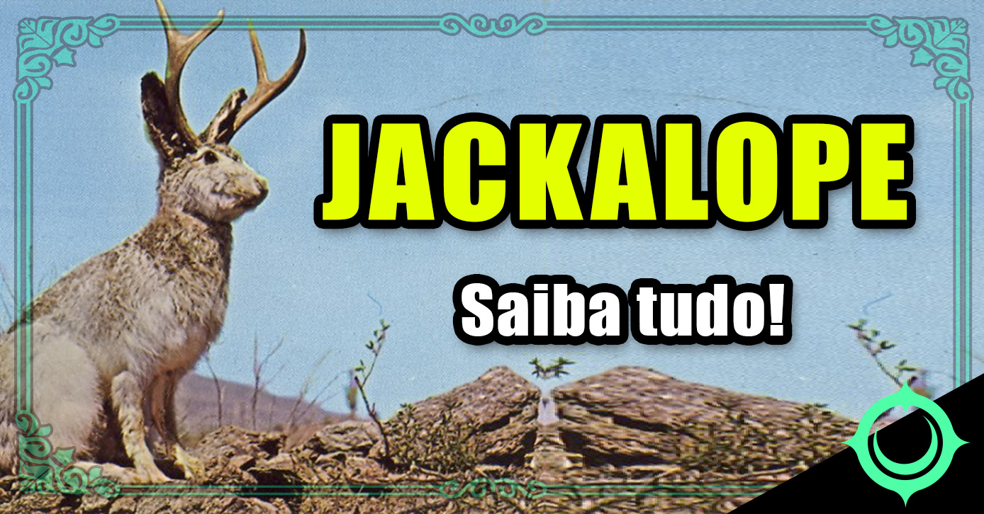 JACKALOPE-folclore-lenda-americana