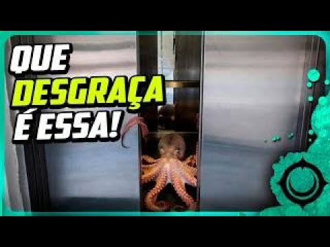 Tinha um Polvo no Elevador? O Horror no Cotidiano